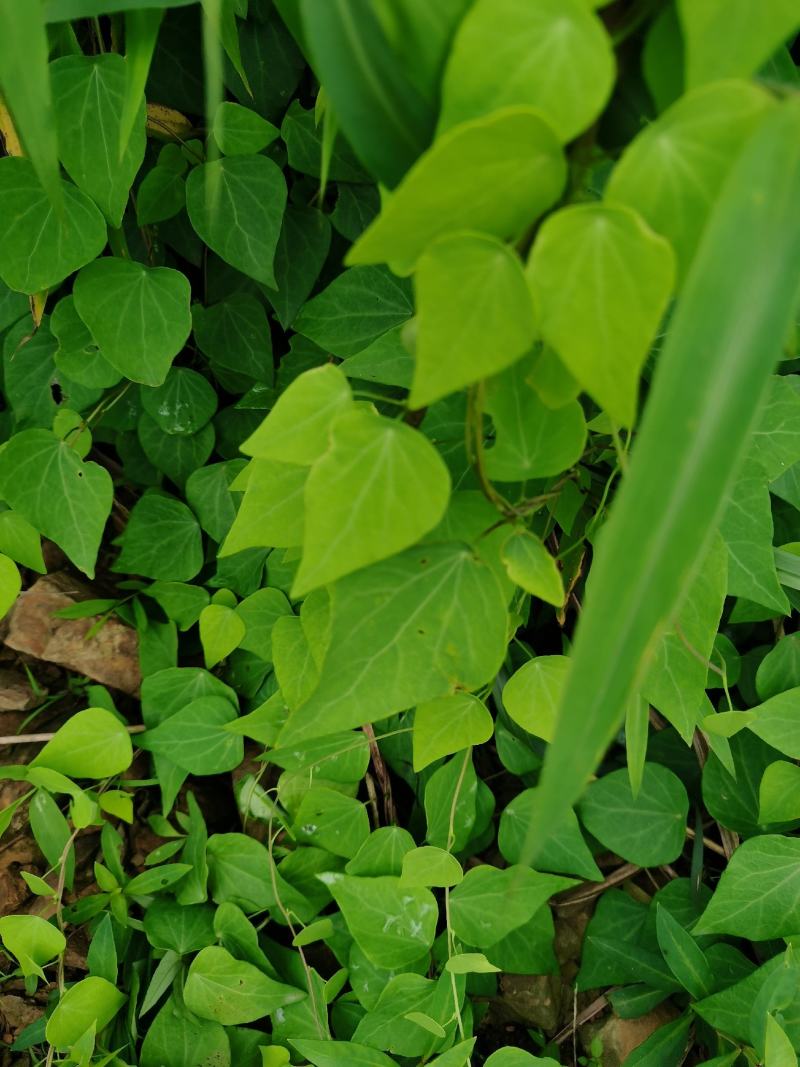 千金藤叶含根现釆现发！老根茎可扦插种植！
