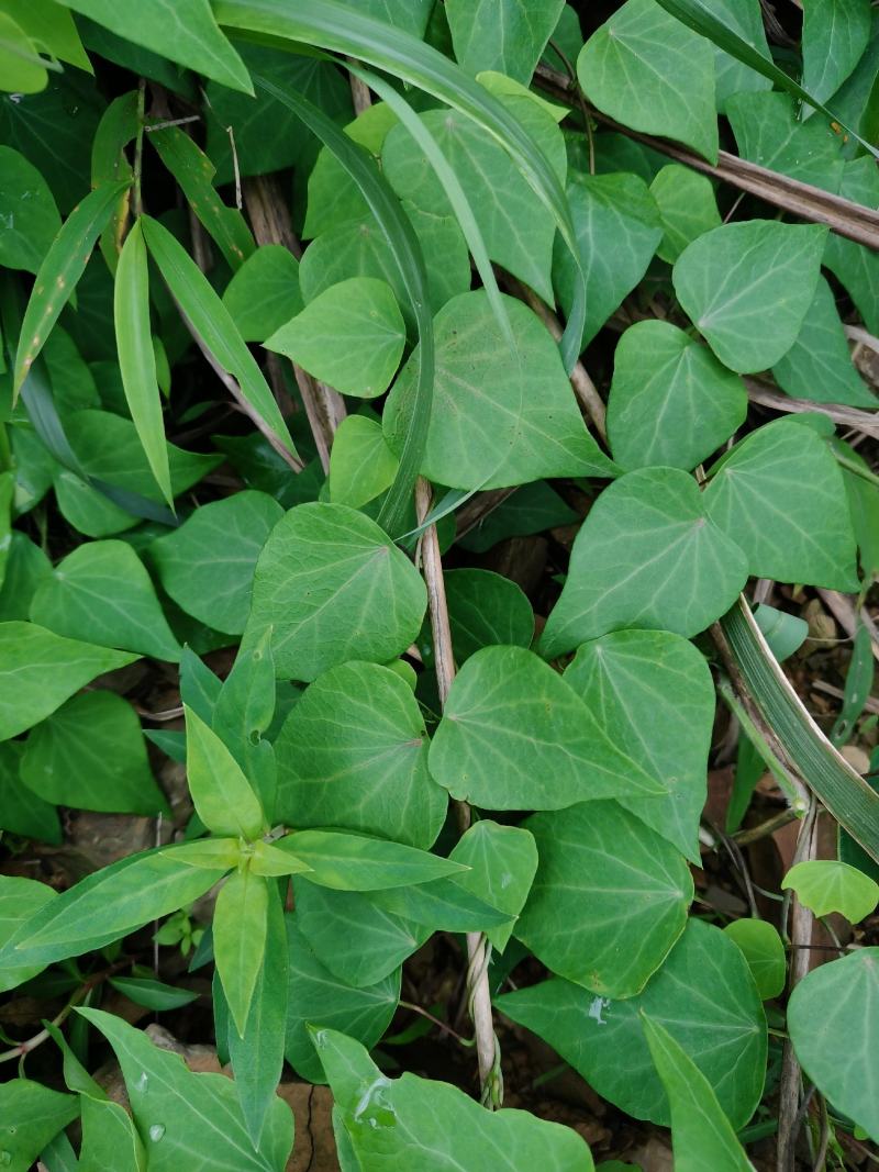 千金藤叶含根现釆现发！老根茎可扦插种植！