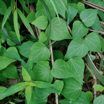 千金藤叶含根现釆现发！老根茎可扦插种植！