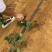 红薯栽苗器农用工具蜜薯地瓜插秧器小型移栽苗神器插秧栽苗器