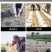 红薯栽苗器农用工具蜜薯地瓜插秧器小型移栽苗神器插秧栽苗器