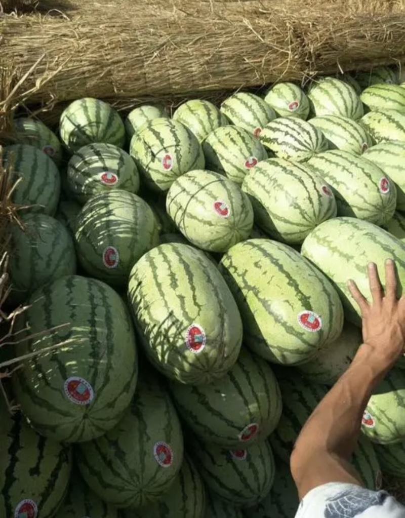 新疆精品金城5号西瓜大量上市中产地直销量大从优