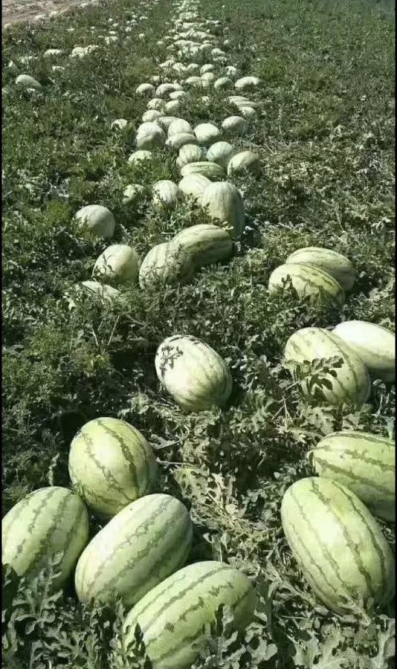 新疆精品金城5号西瓜大量上市中产地直销量大从优