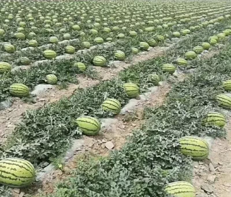 新疆精品金城5号西瓜大量上市中产地直销量大从优