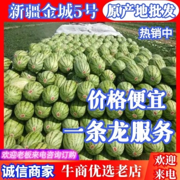 新疆精品金城5号西瓜大量上市中产地直销量大从优