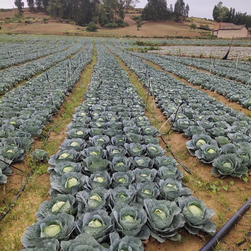【铁头包菜】优质云南基地包菜，一手货源，保质保量，量大从优