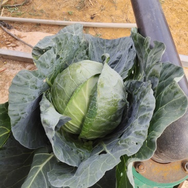 【铁头包菜】优质云南基地包菜，一手货源，保质保量，量大从优