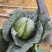 【铁头包菜】优质云南基地包菜，一手货源，保质保量，量大从优