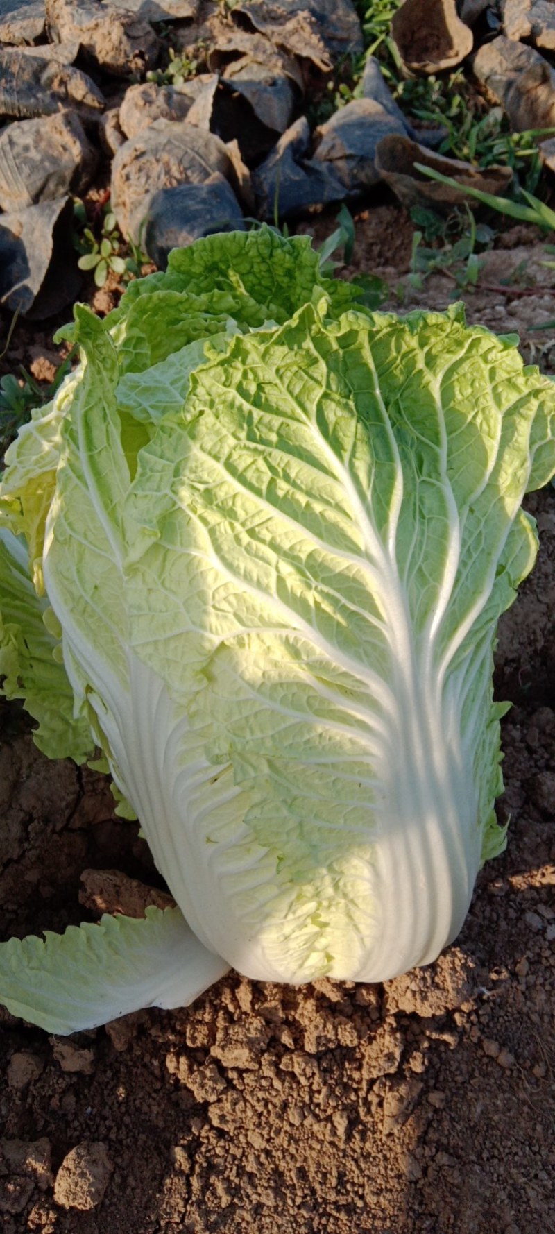 大娃娃菜