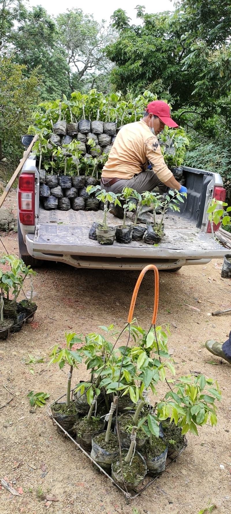 嫁接奇楠苗20公分起带营养土，长期支持订单，量大价优