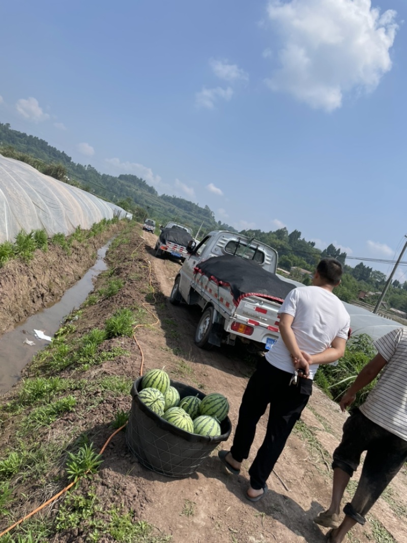 本地8424瓜甜皮薄爽脆