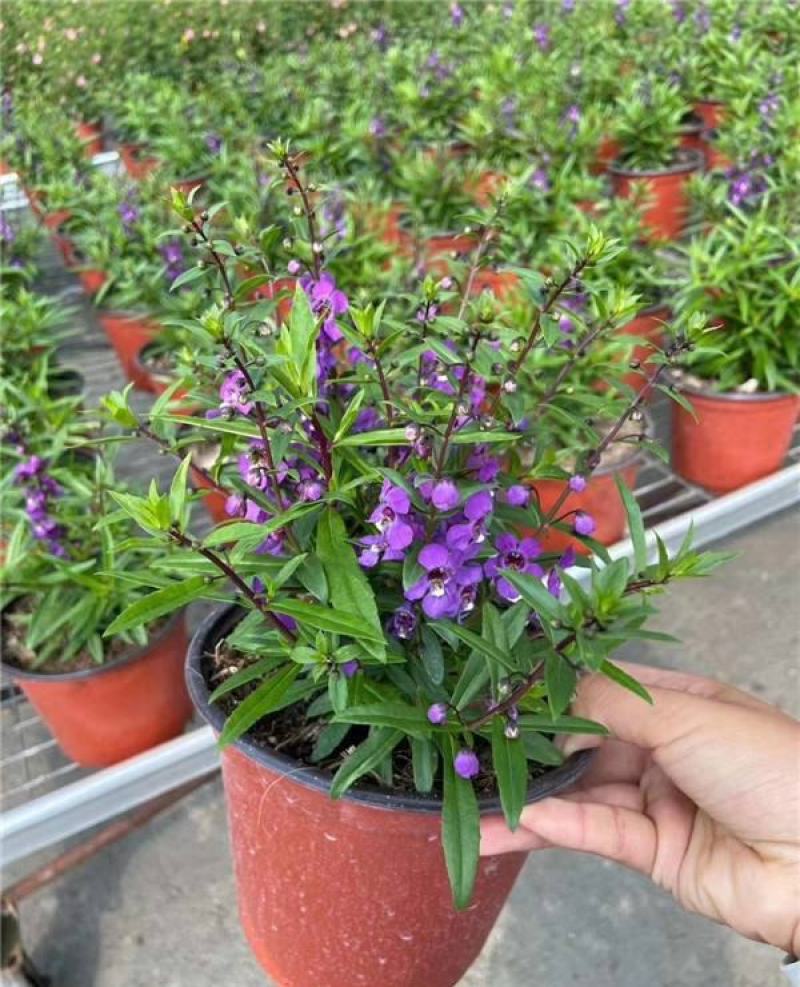 香彩雀盆栽绿植天使花好养四季开花带花苞庭院阳台室外植物
