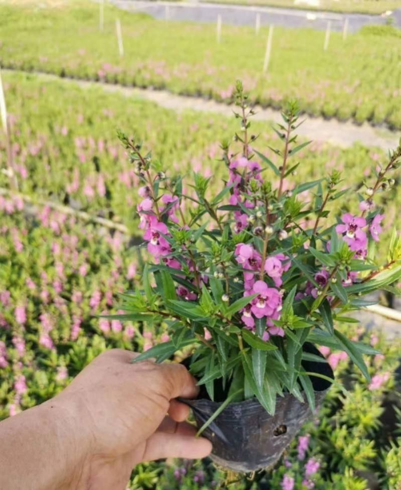 香彩雀盆栽绿植天使花好养四季开花带花苞庭院阳台室外植物