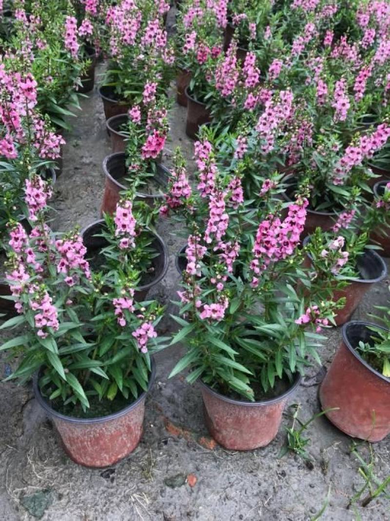 香彩雀盆栽绿植天使花好养四季开花带花苞庭院阳台室外植物