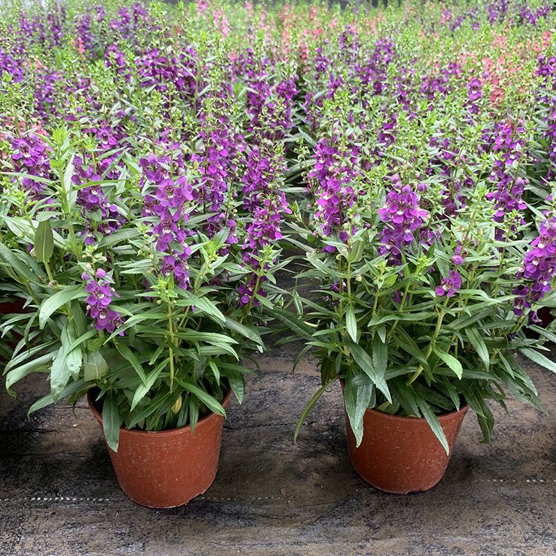 香彩雀盆栽绿植天使花好养四季开花带花苞庭院阳台室外植物