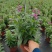 香彩雀盆栽绿植天使花好养四季开花带花苞庭院阳台室外植物