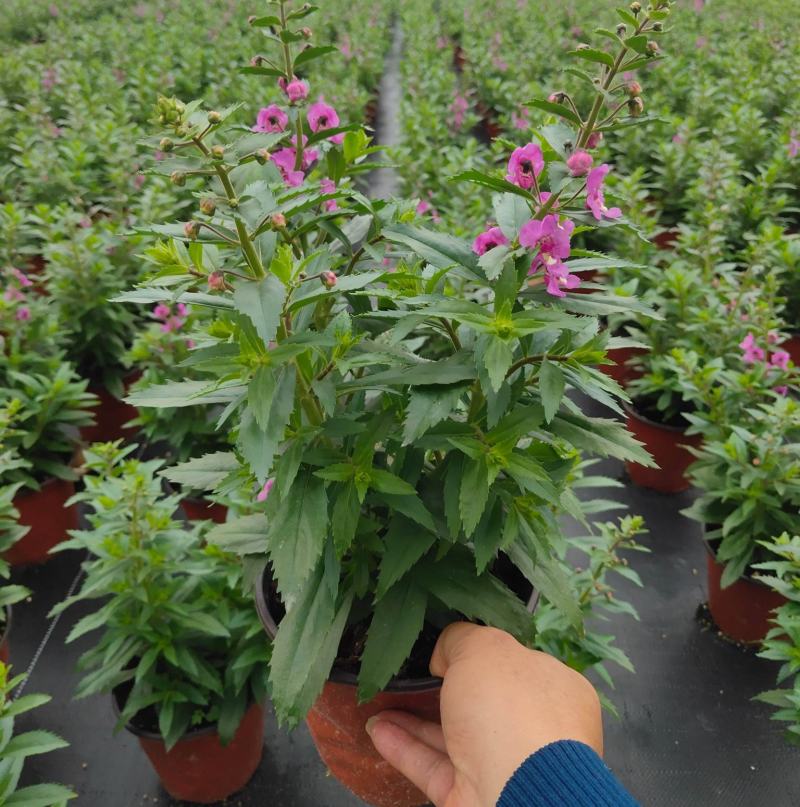 香彩雀盆栽绿植天使花好养四季开花带花苞庭院阳台室外植物