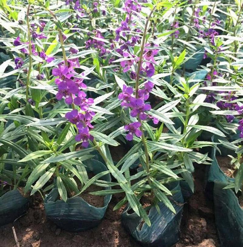 香彩雀盆栽绿植天使花好养四季开花带花苞庭院阳台室外植物