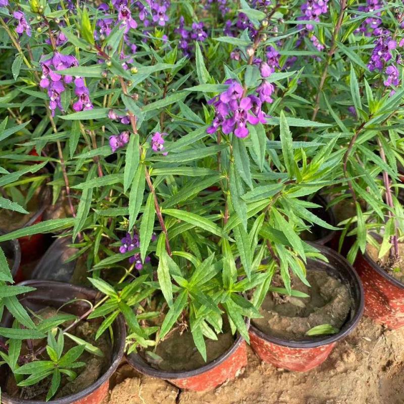 香彩雀盆栽绿植天使花好养四季开花带花苞庭院阳台室外植物