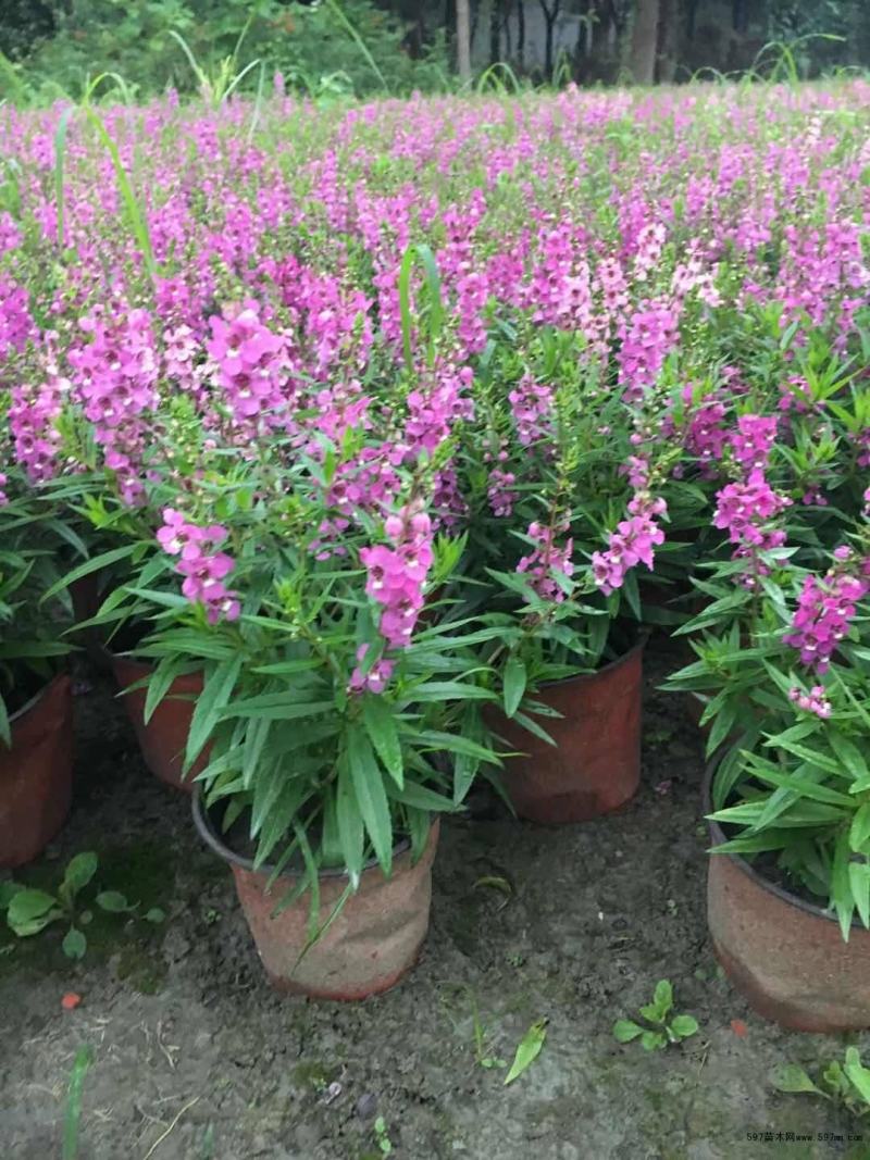 香彩雀盆栽绿植天使花好养四季开花带花苞庭院阳台室外植物