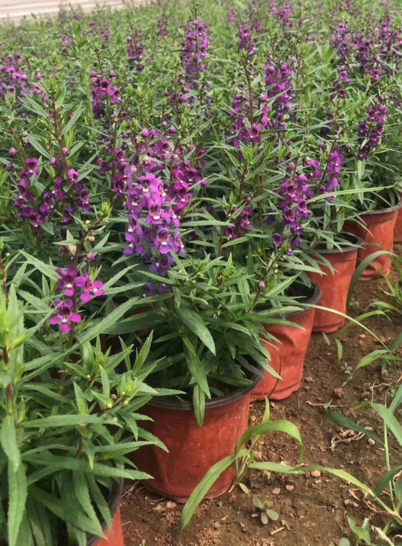 香彩雀盆栽绿植天使花好养四季开花带花苞庭院阳台室外植物