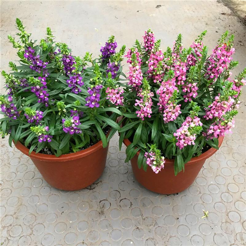 香彩雀盆栽绿植天使花好养四季开花带花苞庭院阳台室外植物