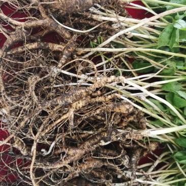 15年老林下山参20g每根