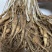 15年老林下山参20g每根