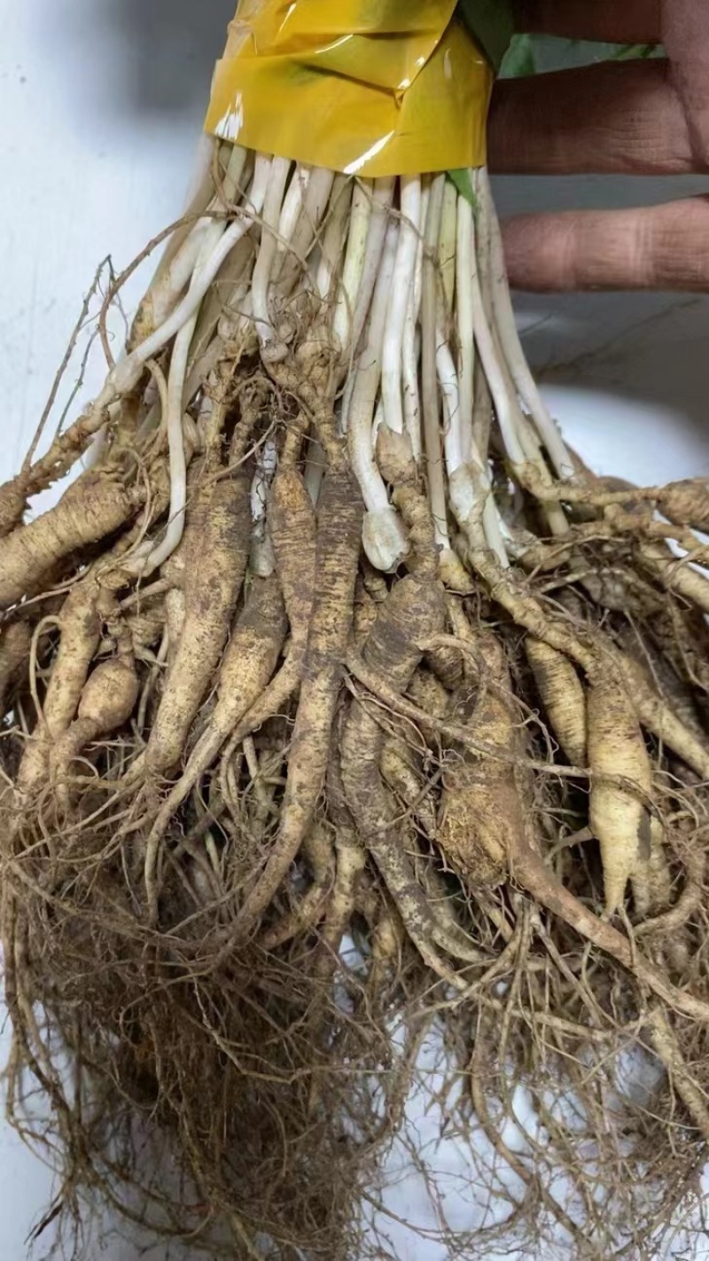15年老林下山参20g每根