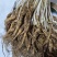 15年老林下山参20g每根