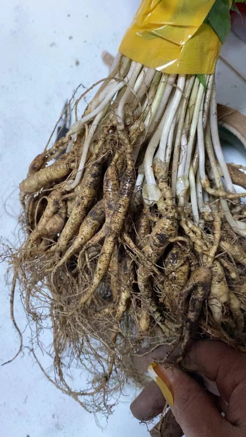 15年老林下山参20g每根