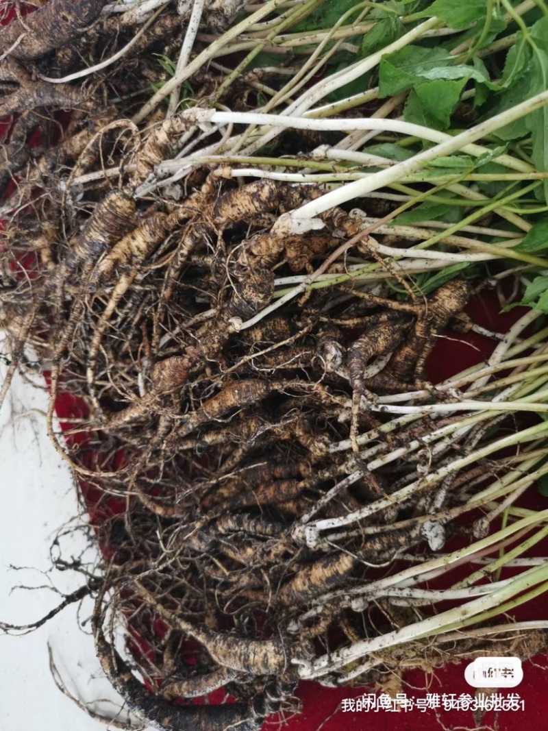 15年老林下山参20g每根