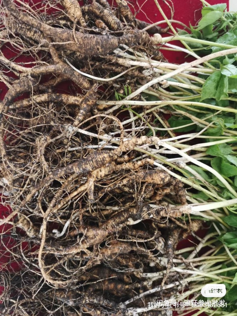 15年老林下山参20g每根