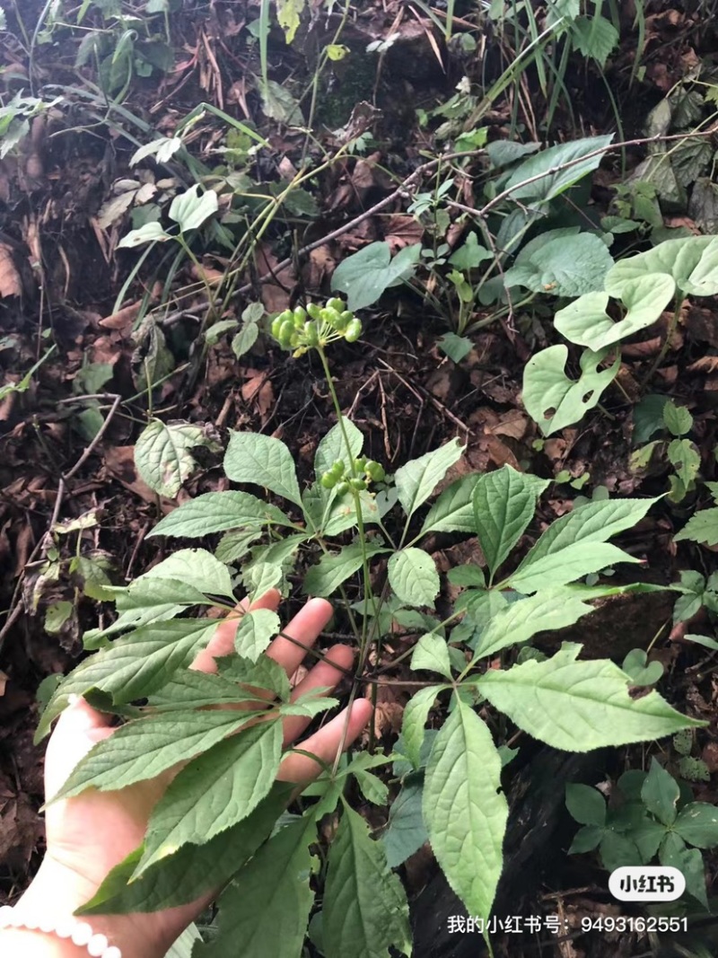 15年老林下山参20g每根
