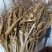 15年老林下山参20g每根