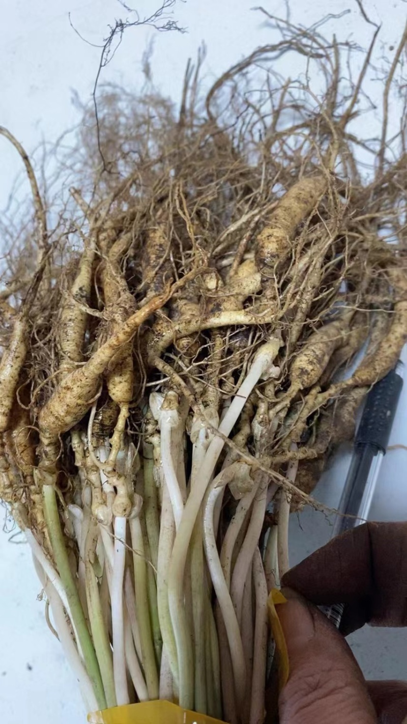15年老林下山参20g每根