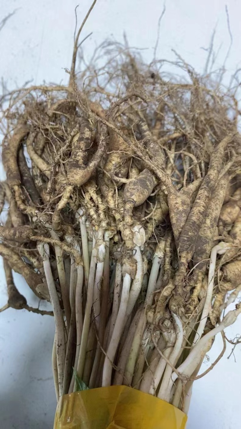 15年老林下山参20g每根