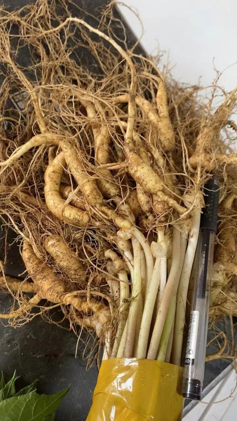 15年老林下山参20g每根