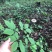 15年老林下山参20g每根