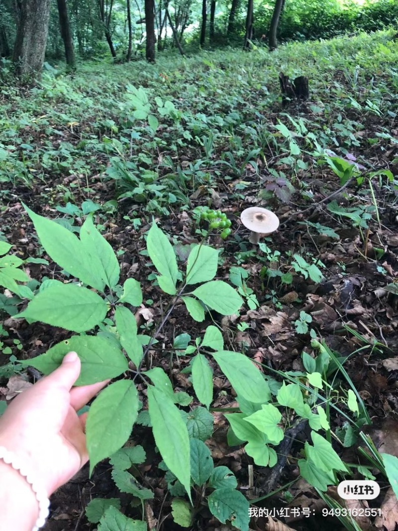 15年老林下山参20g每根