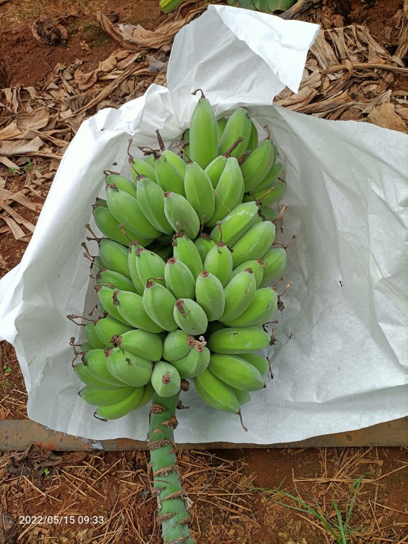 平果焦香蕉