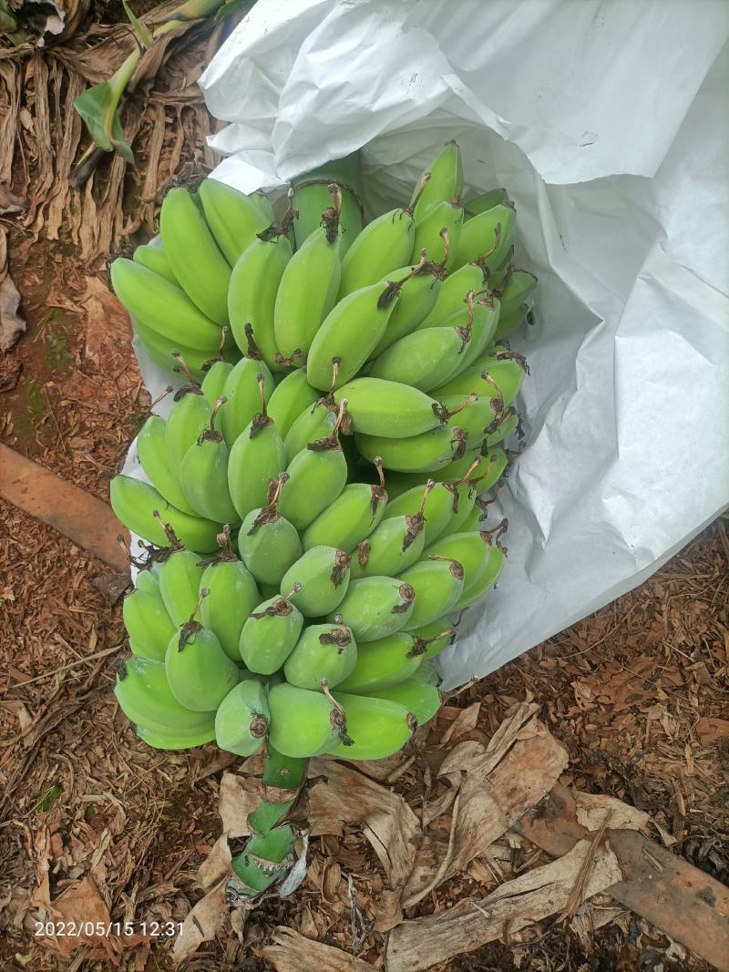 平果焦香蕉