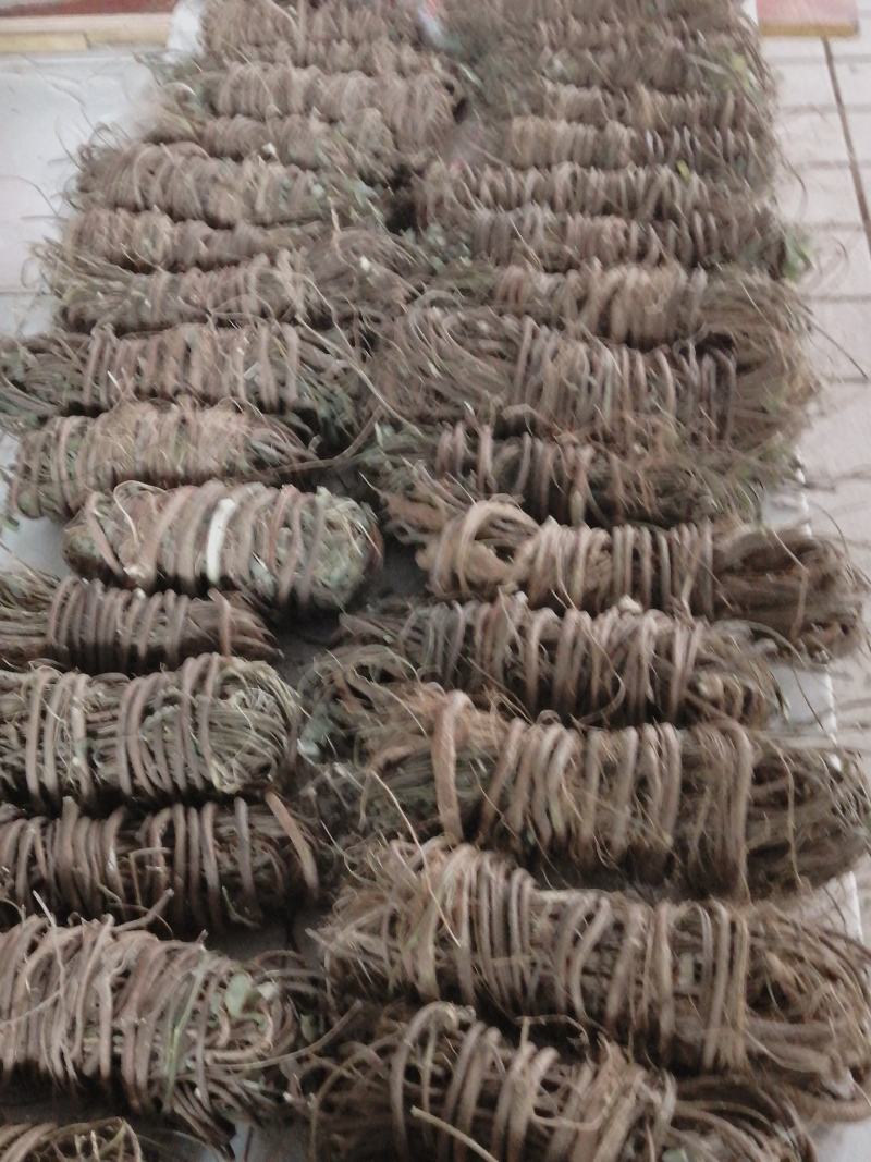 【精选】鸡骨草广东德庆本地大山鸡骨草有少量叶无叶鸡骨草