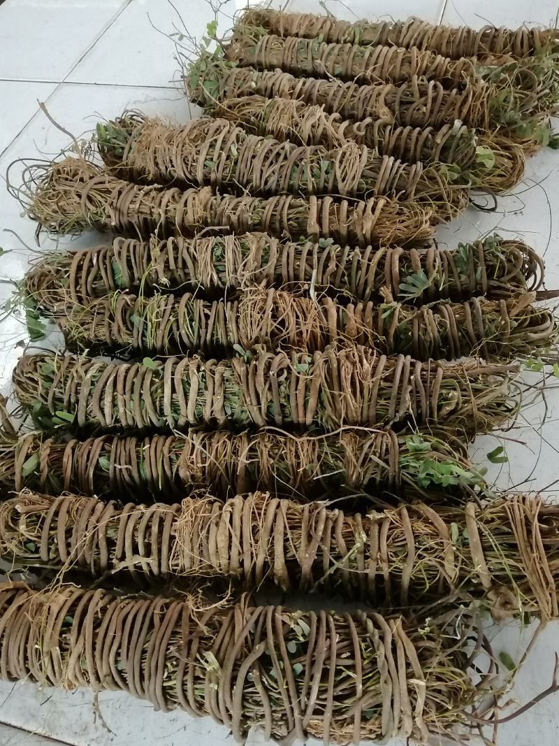 【精选】鸡骨草广东德庆本地大山鸡骨草有少量叶无叶鸡骨草