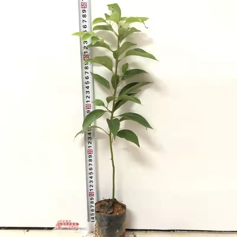 香樟树苗大型绿化苗木大小叶香樟庭院四季常青驱蚊南北方户外