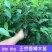 香樟树苗大型绿化苗木大小叶香樟庭院四季常青驱蚊南北方户外