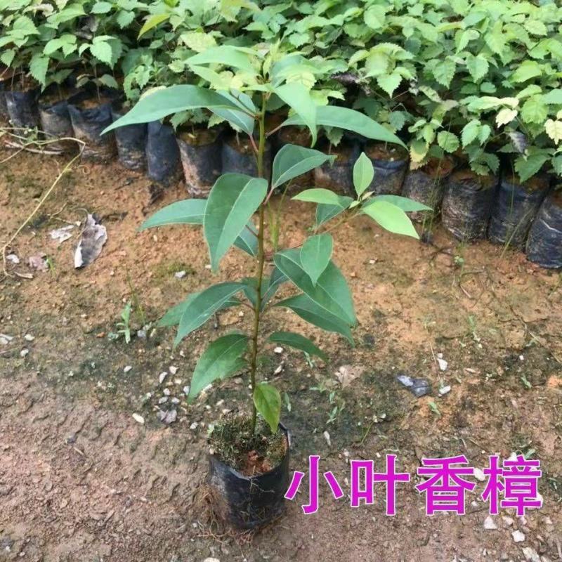 香樟树苗大型绿化苗木大小叶香樟庭院四季常青驱蚊南北方户外