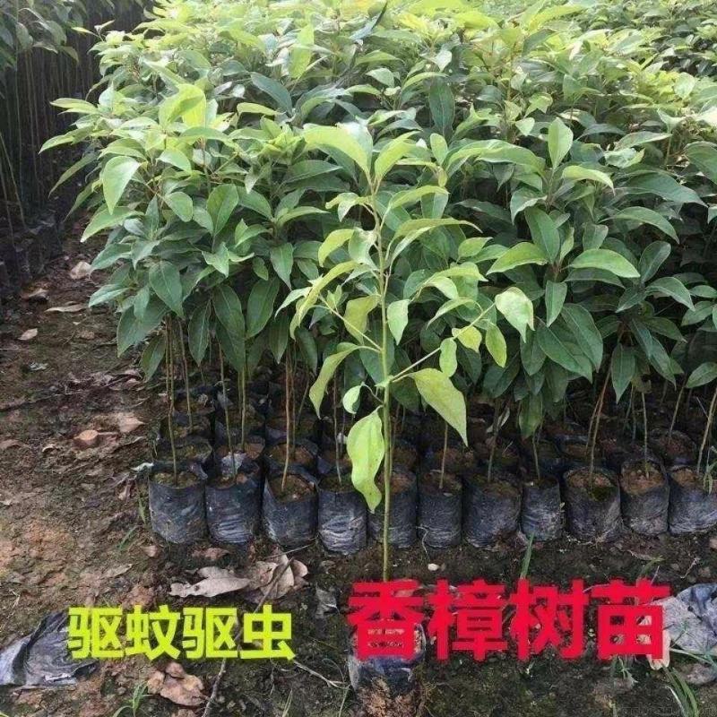 香樟树苗大型绿化苗木大小叶香樟庭院四季常青驱蚊南北方户外