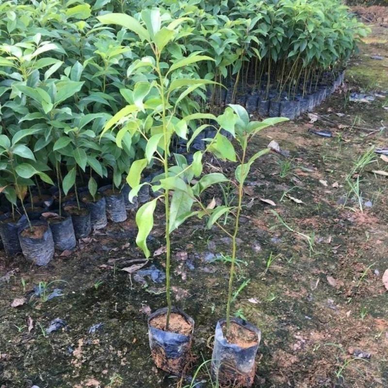 香樟树苗大型绿化苗木大小叶香樟庭院四季常青驱蚊南北方户外