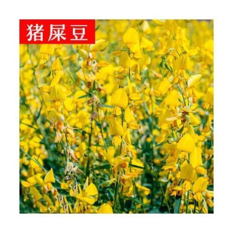 猪屎豆，灌木种子种四季易活灌木猪屎豆矿山护坡绿化园林造景